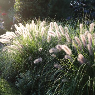 Pennisetum alopecuroides Piglet