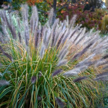 Pennisetum alopecuroides Red Head