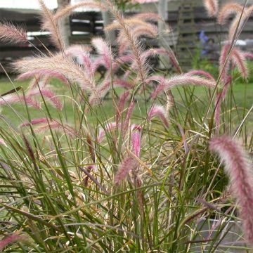 Pennisetum setaceum Ruppellianum