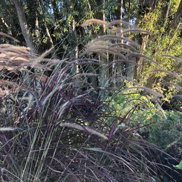Pennisetum setaceum Fireworks