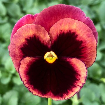 Amor-perfeito F1 Carrera Rose Blotch - Viola x wittrockiana
