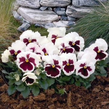 Amor-perfeito F1 Carrera White Rose Blotch - Viola x wittrockiana