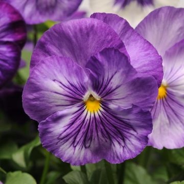 Amor-perfeito Matrix F1 Lavender Shades - Viola hybrida