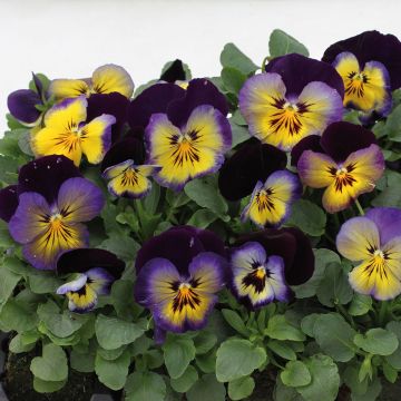 Amor-perfeito Matrix F1 Midnight Glow - Viola hybrida
