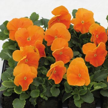Amor-perfeito Matrix F1 Orange Deep - Viola hybrida