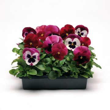 Coleção de 5 Amores-perfeitos Matrix Ruby Mix em mini-torrões