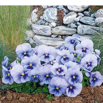 Amor-perfeito Inspire Metallic Blue Blotch - Viola x witrockiana