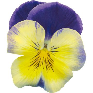 Amor-perfeito Prim Up Blue Yellow Splash - Viola x wittrockiana