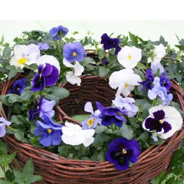 Amor-perfeito Prim'Up Ocean Mix - Viola x wittrockiana