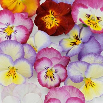 Amor-perfeito Ultima Radiance F1 Mix - Viola x wittrockiana