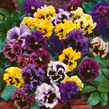 Amor-perfeito F1 Farandole - Viola x wittrockiana