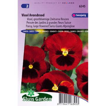 Amor-perfeito Alpenglow em sementes - Viola x wittrockiana