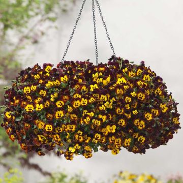 Amor-perfeito Cool Wave Fire - Viola x wittrockiana