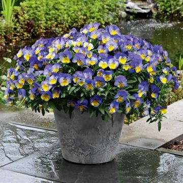 Amor-perfeito Cool Wave Morpho - Viola hybrida