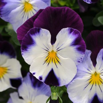 Amor-perfeito VIOLET WING - Viola x wittrockiana