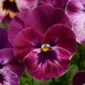 Amor-perfeito Cool Wave Raspberry - Viola hybrida