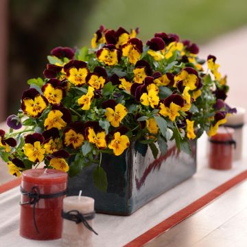 Amor-perfeito Cool Wave Red Wing - Viola x wittrockiana