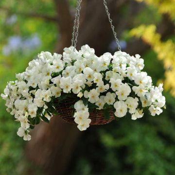 Amor-perfeito Cool Wave Branco - Viola x wittrockiana