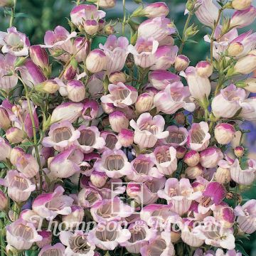 Penstemon Lilac Frost em sementes