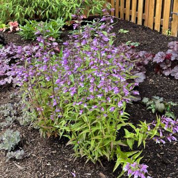 Penstemon Nova Twilight