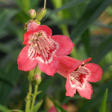 Penstemon × heterophyllus Souvenir d'Adrien Régnier