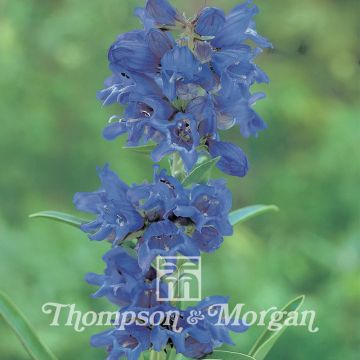 Penstemon heterophyllus True Blue em sementes