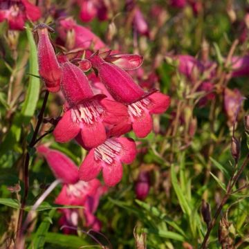 Penstemon × campanulatus Garnet