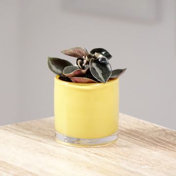 Peperómia metallica Colombiana