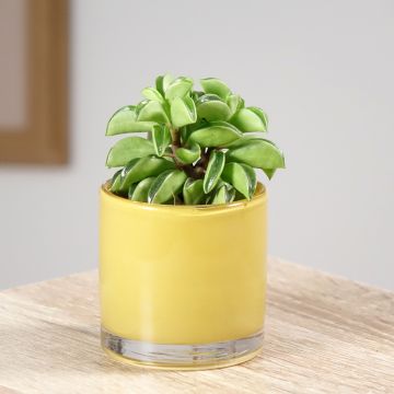 Peperómia dolabriformis Fire Sparks