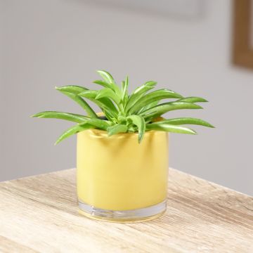 Peperómia ferreyrae Nevada