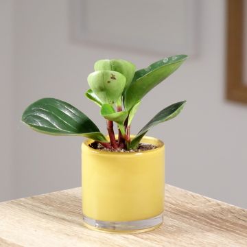 Peperómia obtusifolia Red Canyon