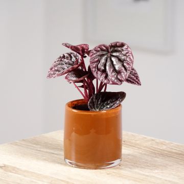 Peperómia caperata Luna