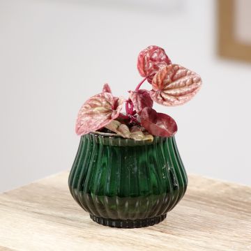 Peperómia caperata Quito