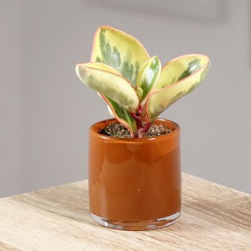 Peperómia clusiifolia Red Margin