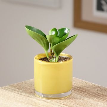 Peperómia obtusifolia Green