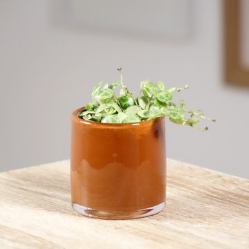 Peperomia prostrata Peperomia prostrata