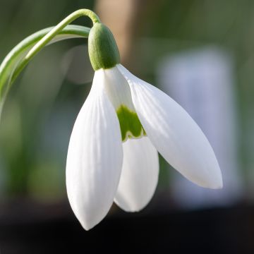 Galanthus elwesii - Campainha-de-inverno