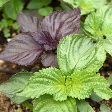 Perilla frutescens verde -  Shiso