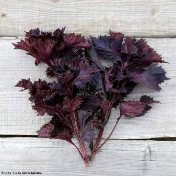 Shiso vermelho Bio - Ferme de Sainte Marthe