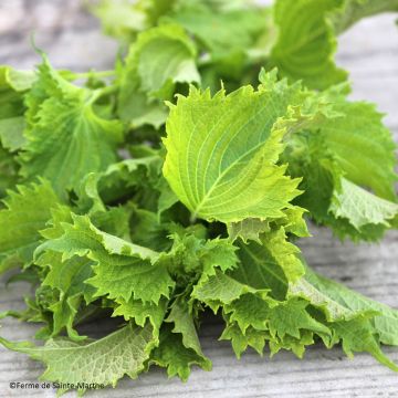 Shiso verde Bio - Ferme de Sainte Marthe