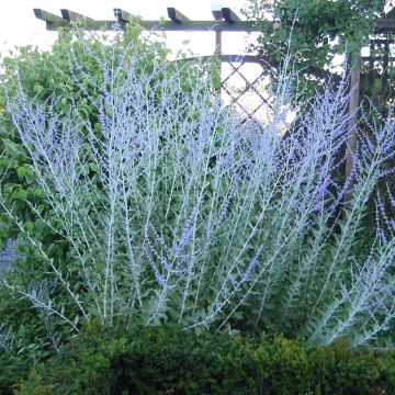 Sálvia yangii Blue Haze