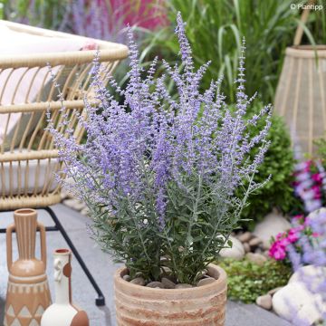 Perovskia atriplicifolia Prime Time