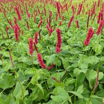 Persicaria amplexicaulis Fat Domino