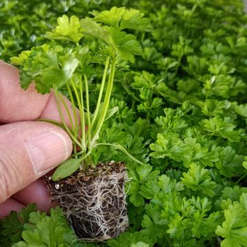 Salsa crespa verde escura plantas jovens