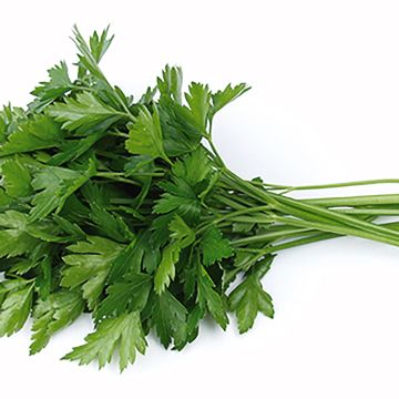 Salsa lisa gigante italiana Lion Salsa lisa gigante italiana Lion