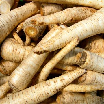 Salsa tubéreculo Bio - Salsa de raiz grande em vaso