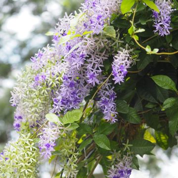 Petrea volubilis