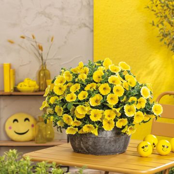 Petúnia Bee's Knees