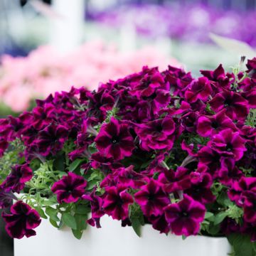 Petúnia Crazytunia Cosmic Purple