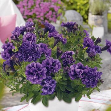 Petúnia Tiny Pleasure Double Amethyst Vein